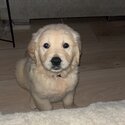 Beautiful IKC (pending) Golden retriever puppies-3