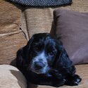 Girl working cocker spaniel for sale -1