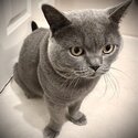 Pure Breed British Blue Short Hair-3