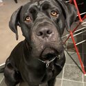 Cane corso for rehoming-5