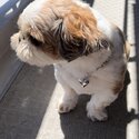Neeko needs a new home-1