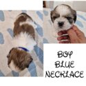 Pure shih tzu puppies in Cardiff-1