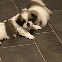 Fluff balls -1