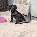 Black cocker spaniel boy KC registered -5