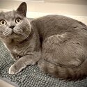 Pure Breed British Blue Short Hair-4