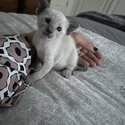 Beautiful Male Siamese Kitten -4