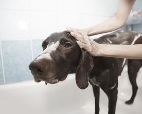 Dog Grooming UK