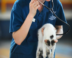 Veterinary Clinic UK